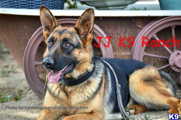 german shepherd puppy posted by Judy Smithson